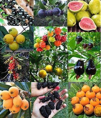 KIT C/ 13 MUDAS FRUTÍFERAS -Goiaba-Amora- Nespera-Jabuticaba-Guabiroba-Cereja-Grumixama-Tucaneira-Inga-Uvaia-Araçá-Pitanga