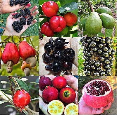 Kit POMAR EM VASOS  c/ 9 Mudas - Amora - Goiaba - Caju - Acerola - Jabuticaba - Grumixama - Mini Acerola - Araçá - Romã