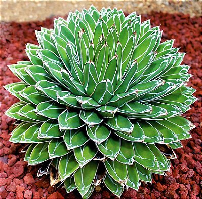 Agave Vitória Régia ou Victoria Reginae