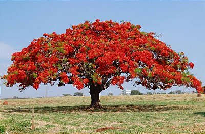 Flamboyant Vermelho Muda