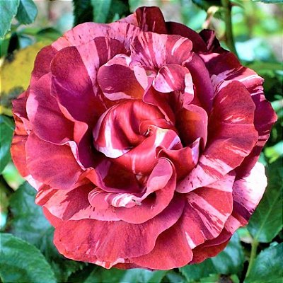 Rosa Trepadeira cor Chocolate - Belíssima de Flores Grandes Pétalas Onduladas