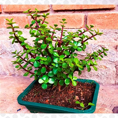 Bonsai de Portulacária Afra