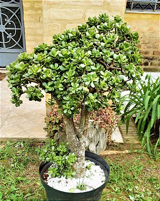 Mini Árvore da Felicidade ou Mini Jade - Plantas com 10 anos - Suculenta