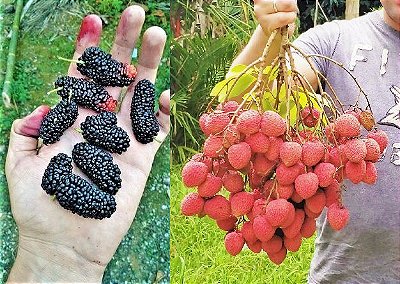 Kit com 2 Mudas 1 Lichia em Cacho e 1 Amora Gigante, Clonadas, Produz em Vaso