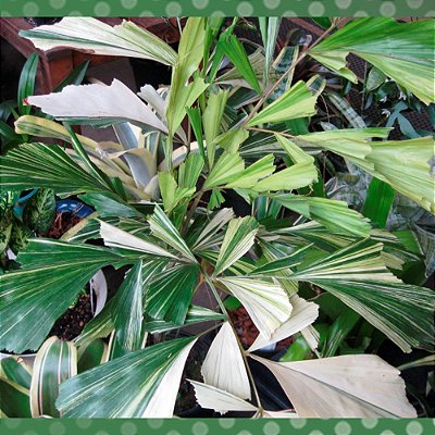 Muda de Palmeira Rabo de Peixe VARIEGATA