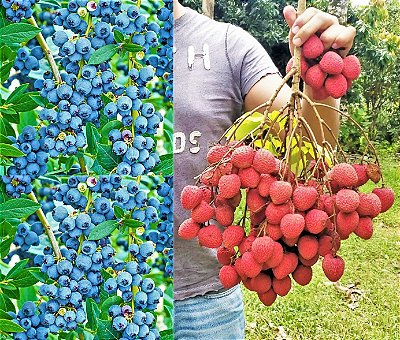 Kit c/ 2 Mudas = Mirtilo Blueberry + Lichia = Ambas Clonadas e p/ Vasos