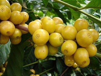 Café Catuai Amarelo