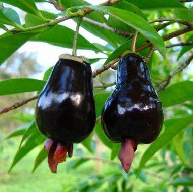 Jardim Exótico Mudas e Plantas