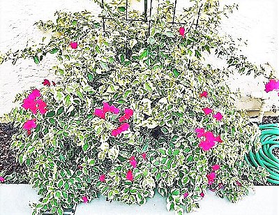 Primavera Raspberry Ice Pendente Variegata - Flor roxa