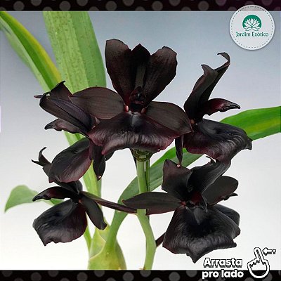 Orquídeas Negras - Jardim Exótico - O maior portal de plantas e produtos  naturais do Brasil.