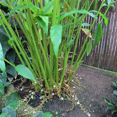 Muda de Cardamomo Verdadeiro ou Cardamomo Verde