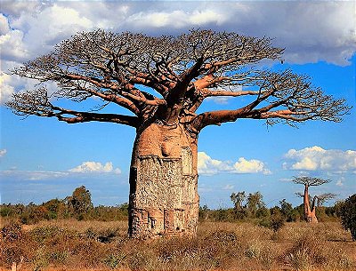 Baobá Africano Muda - African baoba