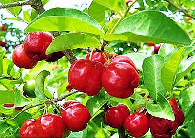 Acerola - Muda - Produz em Vasos