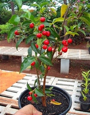 Mini Acerola Muda - Ideal para Vasos - Lote 02/21