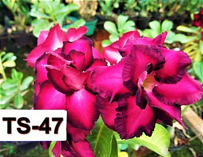Rosa do Deserto Enxertada TS-47 - Flor Dobrada