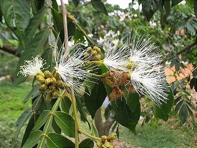 Muda de Ingá-branco - Inga laurina na Flora Londrina Viveiro