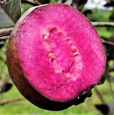 Goiaba Polpa Flor e Folha Roxa Muda - Produz em Vaso