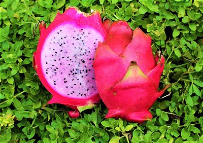 Pitaya Hibrida 'Delight' Polpa Rosa