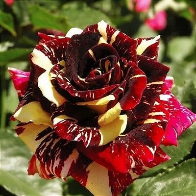 Muda de Rosa Trepadeira Cor de Rosa - Compre Roseiras Aqui - Jardim Exótico  Mudas e Plantas