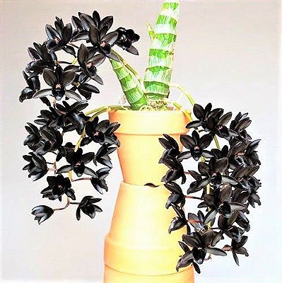 Orquídeas Negras - Jardim Exótico - O maior portal de plantas e produtos  naturais do Brasil.