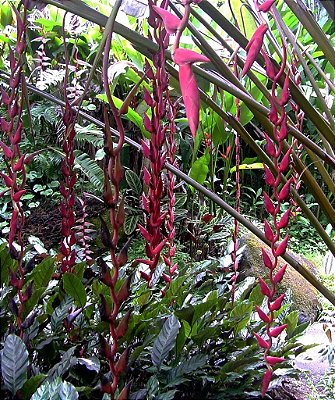 Heliconia Longa - Haste floral pendente