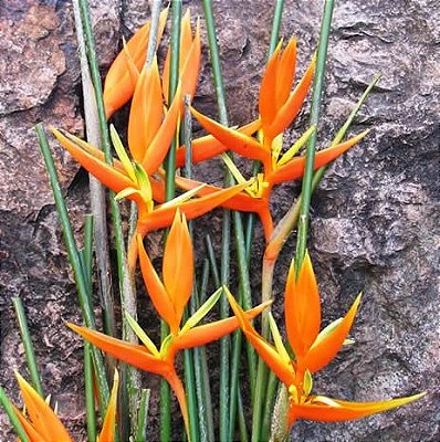Heliconia Angusta Orange - Haste floral ascendente