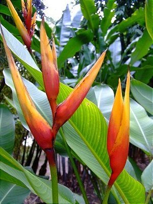 Heliconia Adrian - Haste floral ascendente