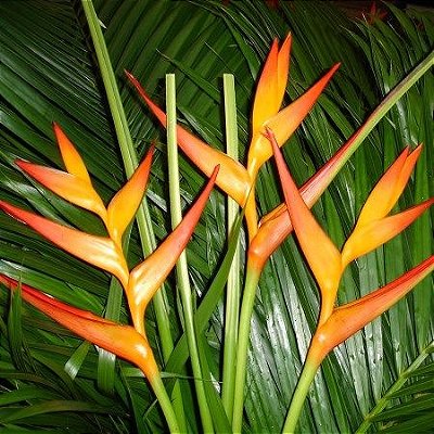 Heliconia Fire Opal - Haste floral ascendente