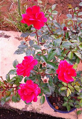 Rosa Arbustiva Donzela - Flor Vermelho Intenso