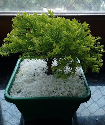 Tuia Ouro Bonsai 3 anos