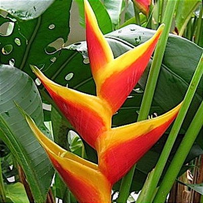 Heliconia Jacquinii - Haste floral ascendente
