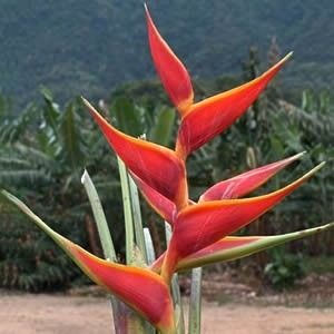 Heliconia Stricta Bicolor - Haste floral ascendente