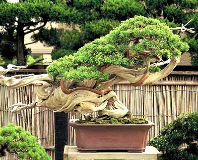 Tuia Jacaré Bonsai 4 anos