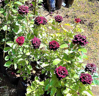 Rosa Negra Natural - Rara - Mudas Enxertada