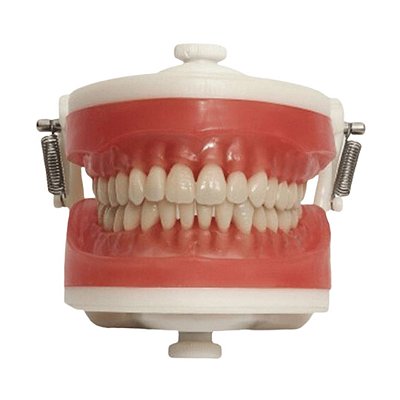 Manequim Top Dentistica PD100 - PRONEW