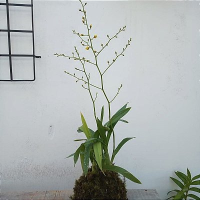Kokedama Grande de Orquídea Chuva de Ouro ou Pingo de Ouro (Oncidium Aloha) Acabamento Neutro