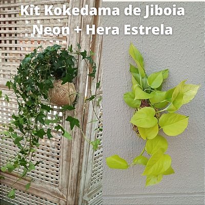 Kit Kokedama Jiboia neon + Kokedama Hera estrela