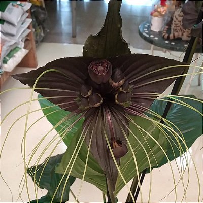 Flor de Morcego (Tacca chantrieri)