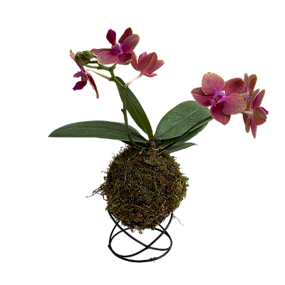 Kokedama de Orquídea Mini Phalaenopsis (Bailarina) Laranja Acabamento Neutro com Suporte Preto