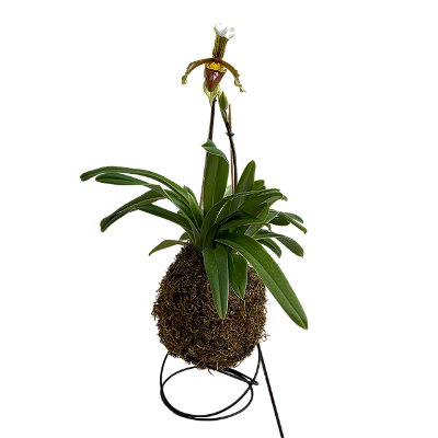 Kokedama de Orquídea Sapatinho (Paphiopedillum) Acabamento Neutro com Suporte Preto