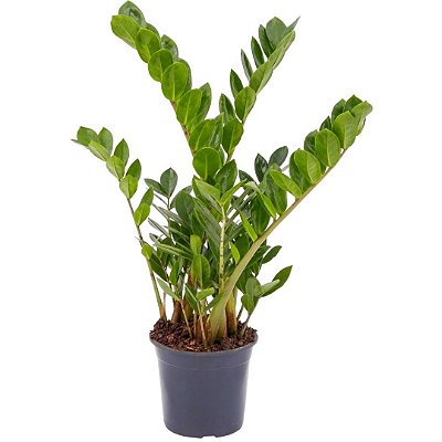 Muda de Zamioculca Grande 60cm Planta Decoração Interna