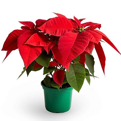 Flor do Natal Bico de Papagaio Muda 50cm Decoração Enfeite