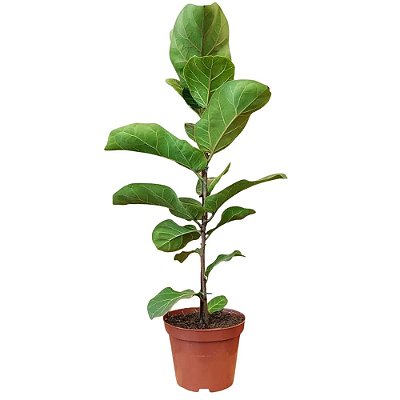 Muda De Ficus Lyrata 50cm para Decoração Interna
