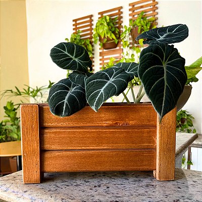 Jardineira de Madeira Eucalipto para Área Interna e Jardim