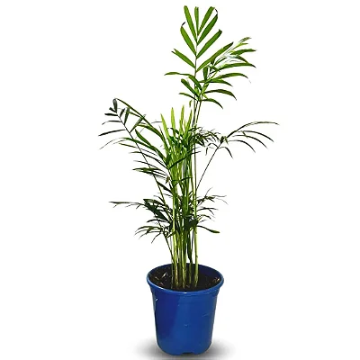 Palmeira Chamaedorea Elegans Pote 11 Folhagem Dentro de Casa
