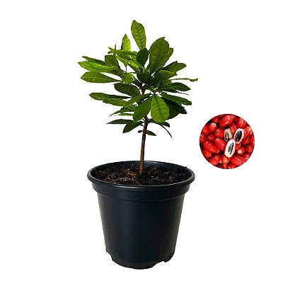 Muda de Fruta do Milagre Pote 15 Área Externa