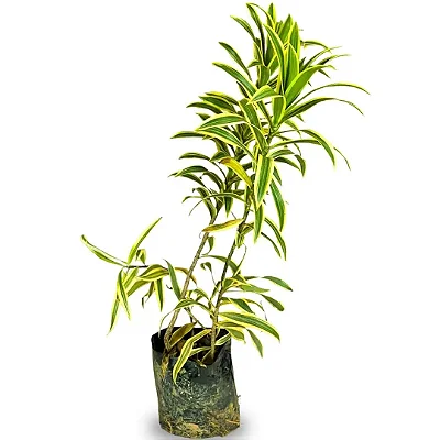 Muda de Pleomele Variegata Planta Paisagismo Área Externa