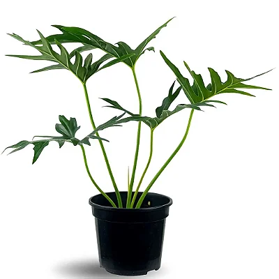 Muda de Guaimbe Pote 20 Planta Ornamental de Área Externa
