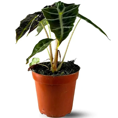 Muda Planta Alocasia Polly Pote 12 Para Decoração Interna