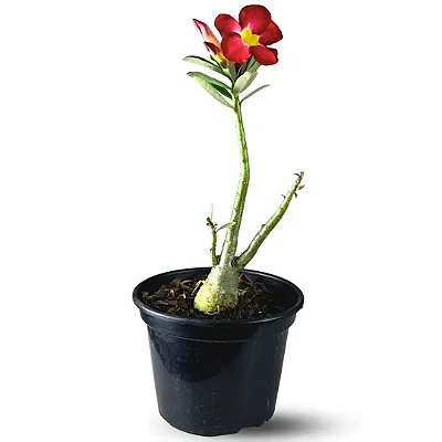 Muda Planta Rosa do Deserto Cor Sortida Decoração Externa